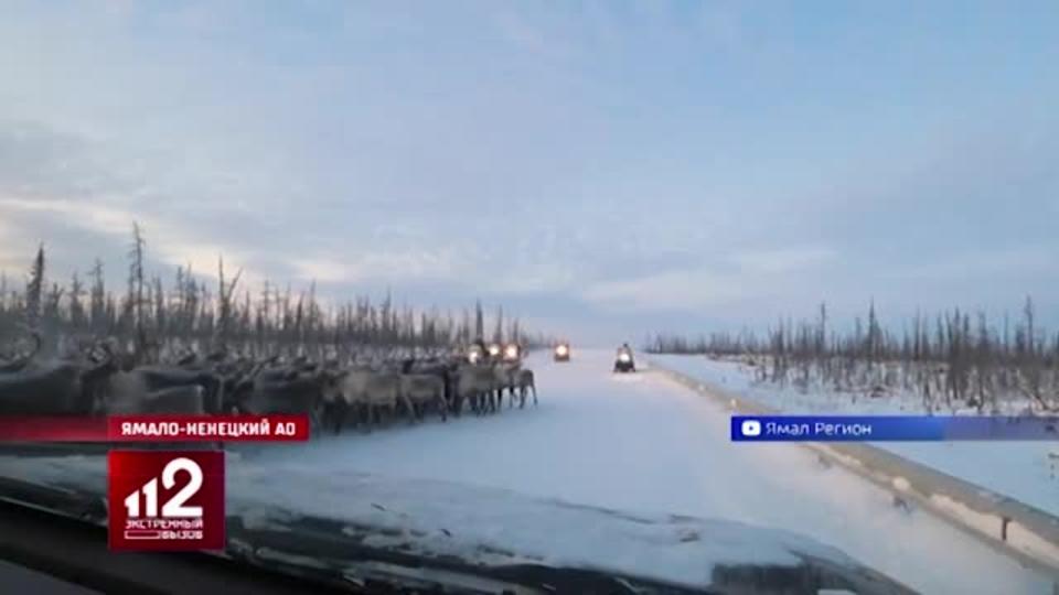 Необычная пробка из 3 тысяч оленей и одной собаки собралась на Ямале