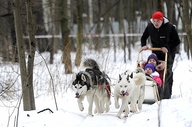 По Москве на санях. Какие зимние развлечения предлагают столичные парки