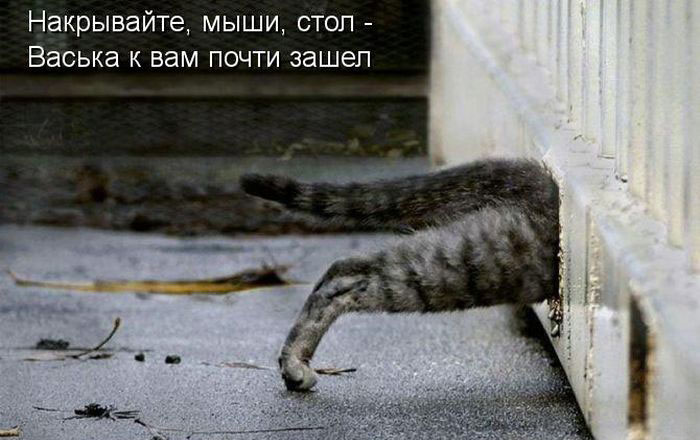 Позитив дня: КОТОПЯТНИЦА Позитив дня: КОТОПЯТНИЦА