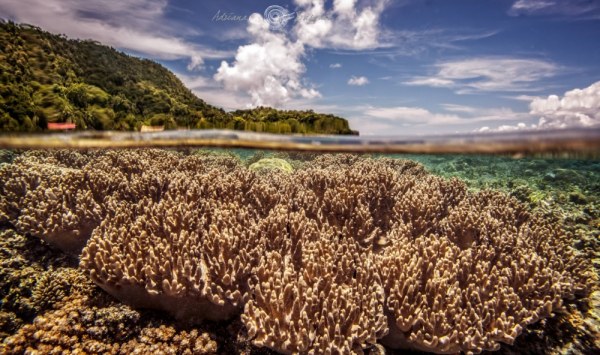 Яркий мир коралловых рифов (20 фото)