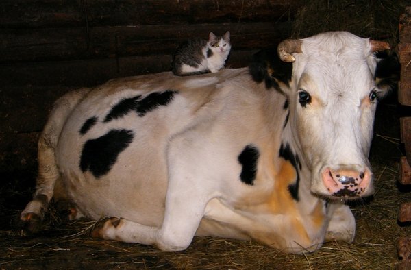 Удивительное рядом! Кот и корова Удивительное рядом! Кот и корова