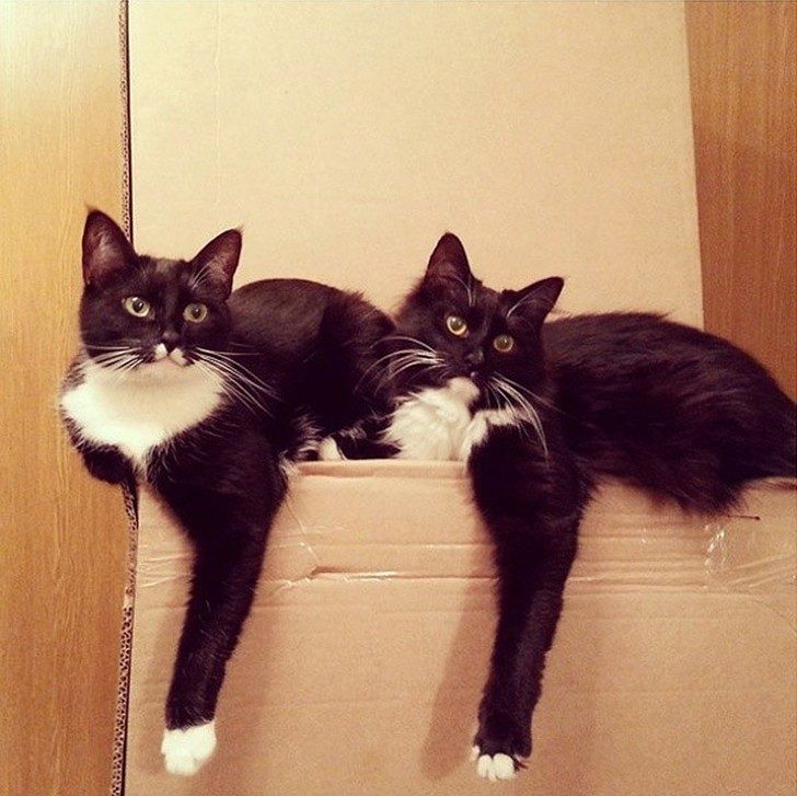Синхронные коты Синхронные коты