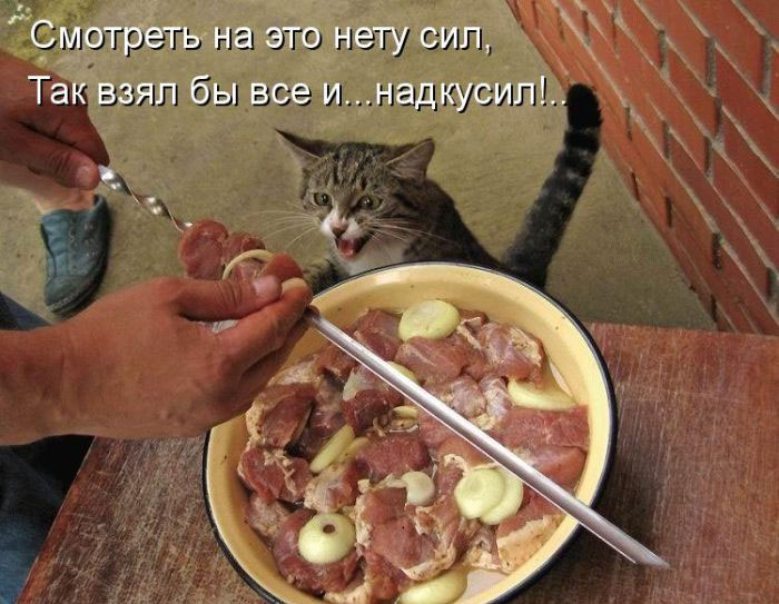 Позитив дня: КОТОПЯТНИЦА Позитив дня: КОТОПЯТНИЦА