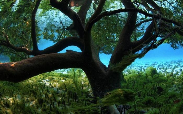 Фото природы. Самые красивые деревья в мире (19 фото)