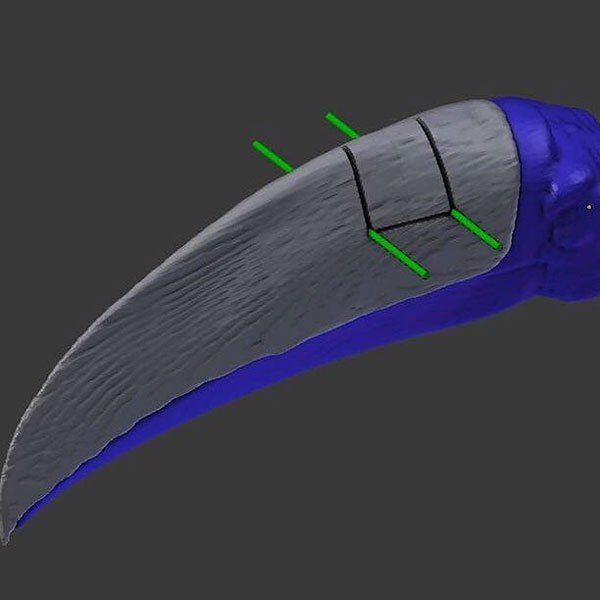 Раненому тукану напечатали новый клюв на 3D-принтере Раненому тукану напечатали новый клюв на 3D-принтере