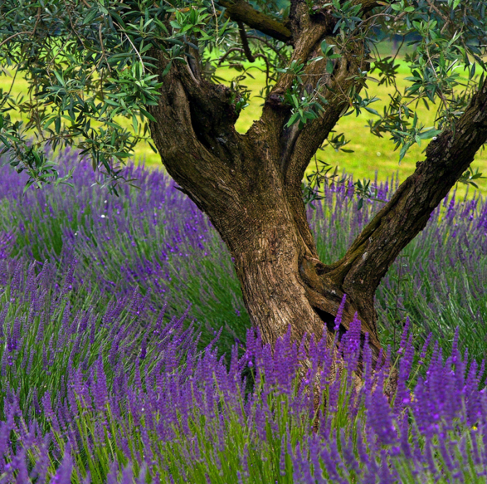 lavanda-foto-1-18-e1425556262966 (700x696, 1235Kb)