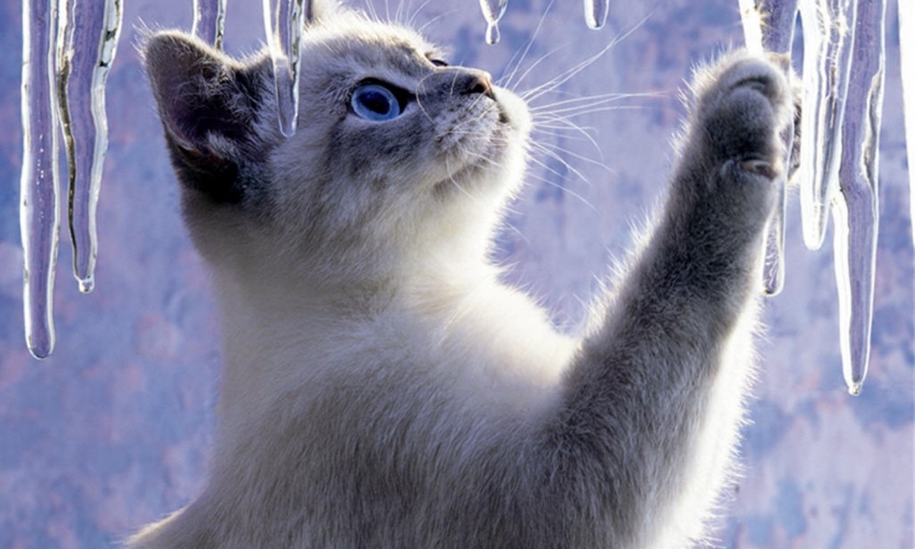 Котёнок (Юрий Михайлов)