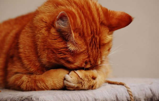 Кошка — ранимая душа, она тоже умеет обижаться…