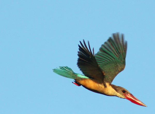 Зимородок - король-рыбак - kingfisher - Фото и статья