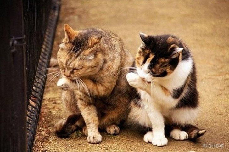 Синхронные коты Синхронные коты
