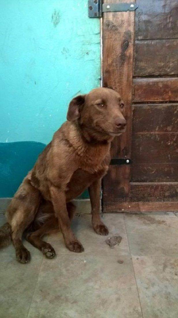 Эта собака потерялась 2 года назад. За это время она забыла внешность хозяина, но не его запах Эта собака потерялась 2 года назад. За это время она забыла внешность хозяина, но не его запах
