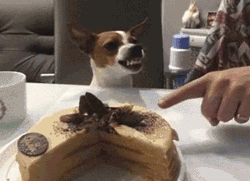 Эти прикольные анимации поднимут вам настроение