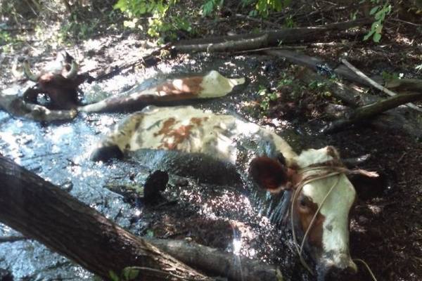 Коровы насмерть вязнут в битуме – обзор газет Забайкалья