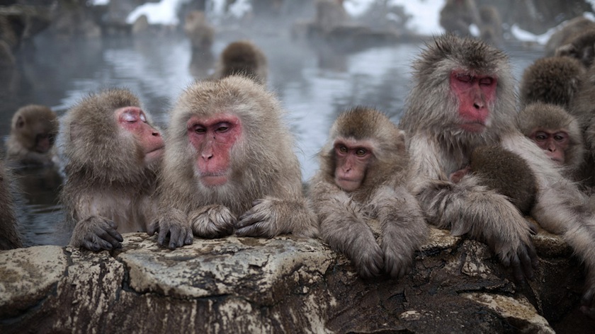 Горячие источники с обезьянками в Нагано, Япония
