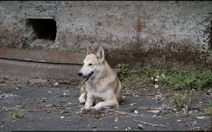Местная собака. /Фото:Кадр из видео на youtube.com, пользователь ninurta