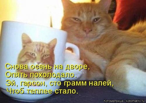 Котоматрицы, которые скрасят улыбкой ваш сегодняшний день!