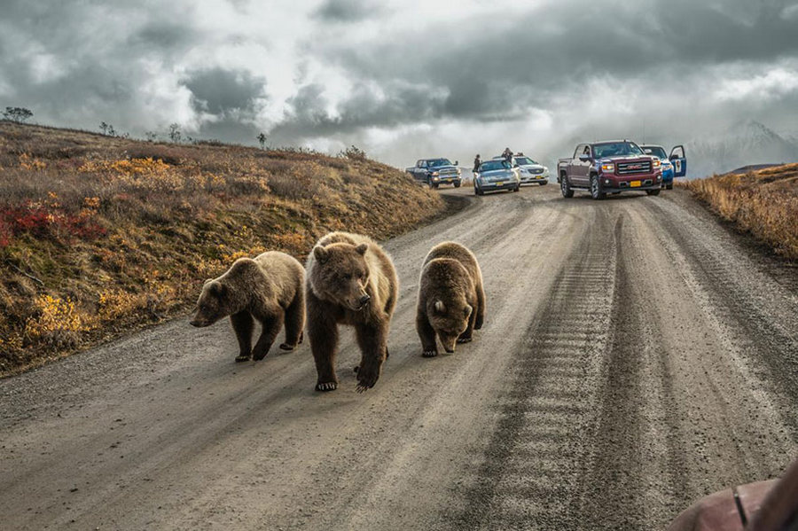 20 лучших фотографий 2016 года по версии National Geographic