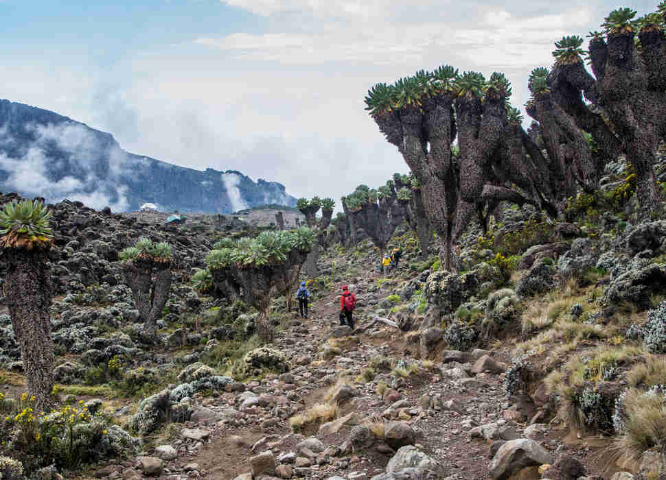 Dendrosenecio (giant groundsel) on the way to Mount Kilimanjaro