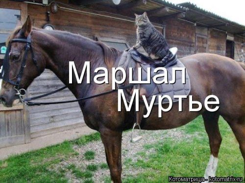 Котоматрицы, которые скрасят улыбкой ваш сегодняшний день!