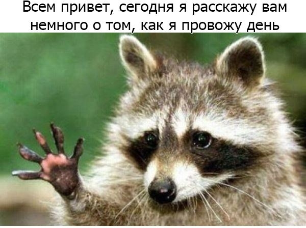 Один день из жизни енота, рассказанный самим енотом