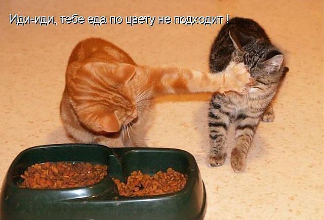 Котяры и другие, всякие разные, уматные...