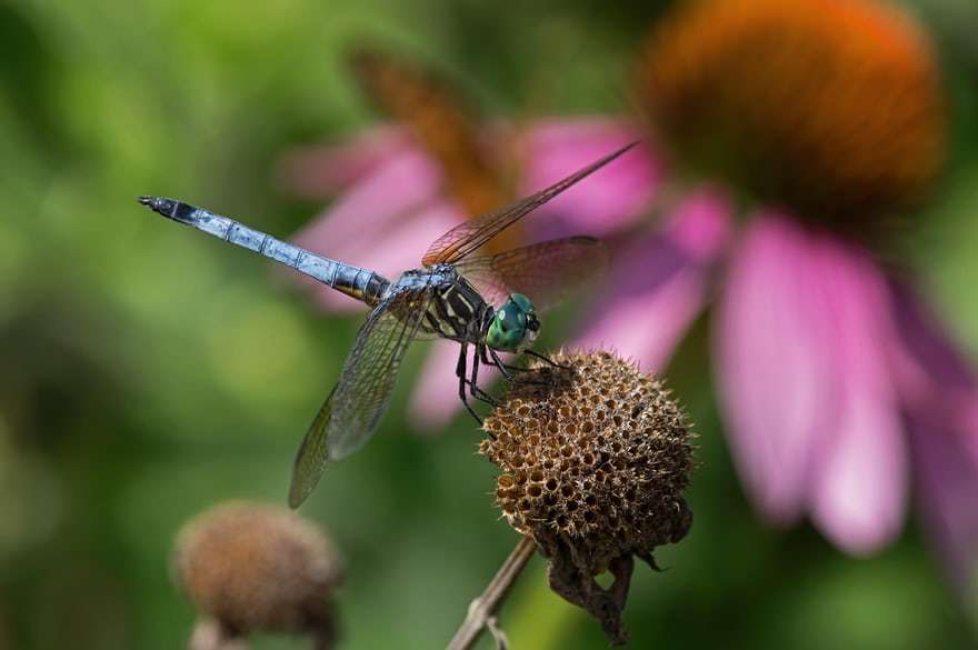 Стрекоза Pachydiplax longipennis 