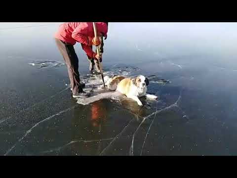 В Чите собака вмерзла в лед посередине озера
