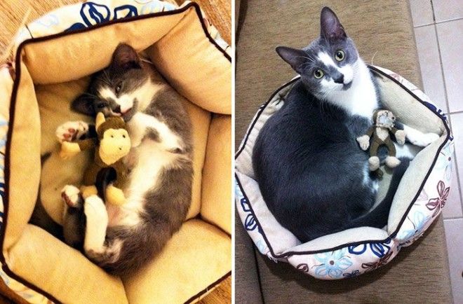 20 домашних животных, которые любят свои игрушки так же, как в детстве 20 домашних животных, которые любят свои игрушки так же, как в детстве