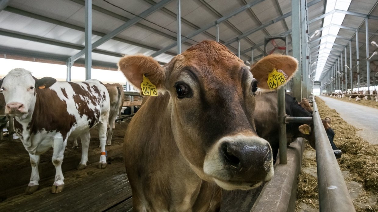 Эксперт предрек банкротство импортерам кормов для животных в России