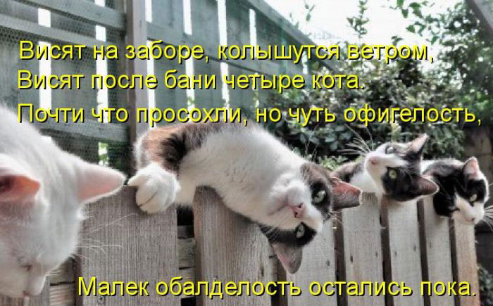 Позитив дня: КОТОПЯТНИЦА Позитив дня: КОТОПЯТНИЦА