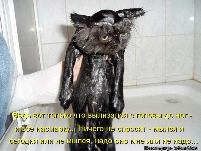 Смешные котоматрицы)) Смешные котоматрицы))