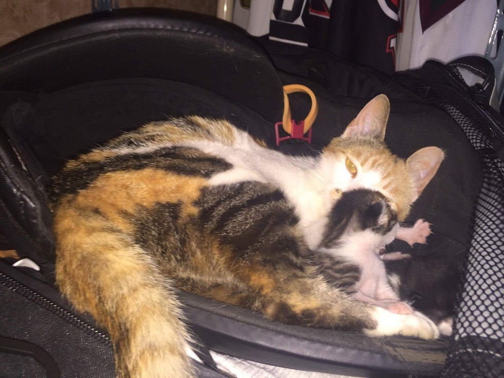 Без кота и жизнь не та