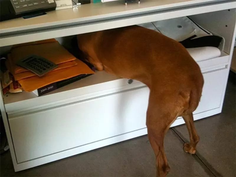 Pets-hating-the-vet-04