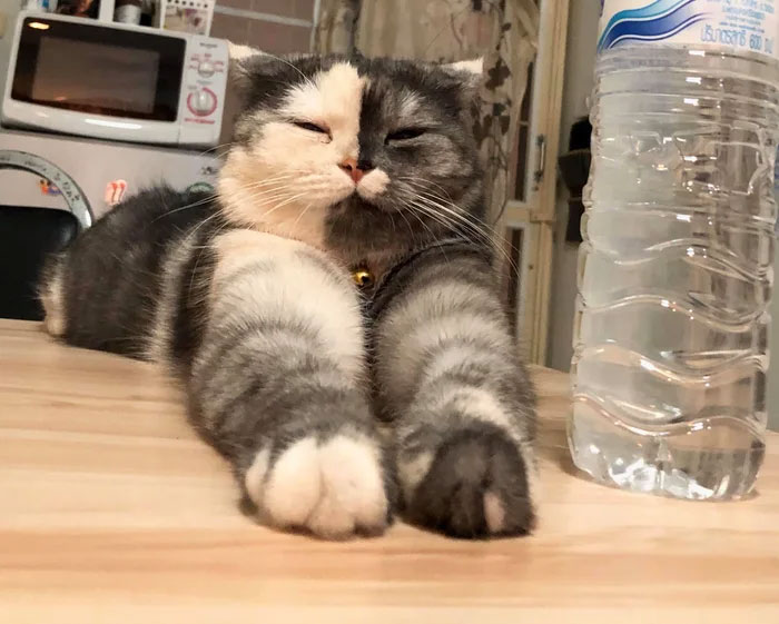 Кошка кажется нарисованной, но она настоящая и обожает туалетную бумагу