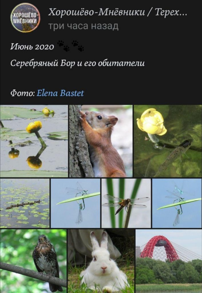 Фото дня: обитатели Серебряного бора
