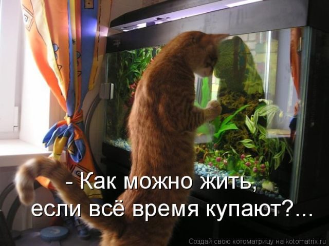 Смешные котоматрицы)) Смешные котоматрицы))