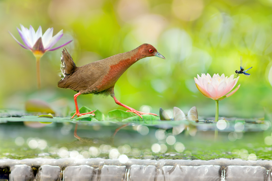 ～ A Happy Summer ～, автор — FuYi Chen на 500px.com