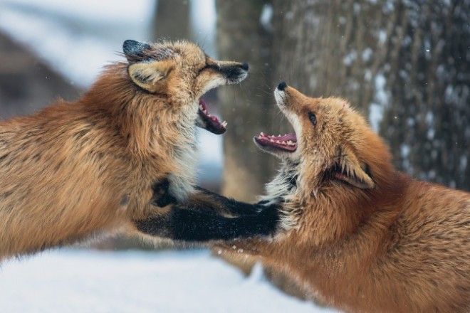 BЭти 12 зверей станут свирепыми хищниками ну а пока они невероятно милы