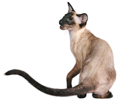 https://aroundcat.files.wordpress.com/2015/06/img_0104.jpg?w=800