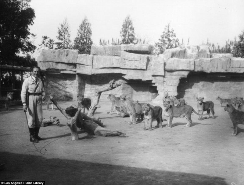 Знаменитая "голливудская львиная ферма": архивные фотографии 1925 - 1942 гг архивные снимки, архивные фото, дрессированные, дрессировщик, лев, львы, сша