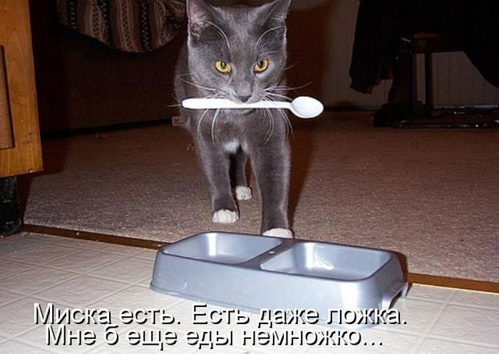 Позитив дня: КОТОПЯТНИЦА Позитив дня: КОТОПЯТНИЦА