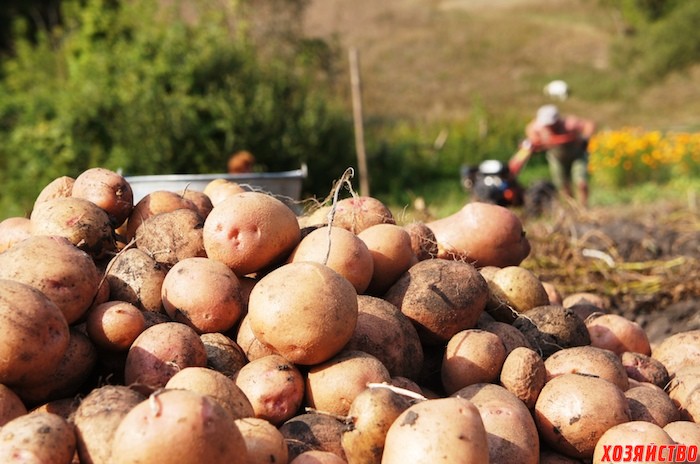 8 советов, которые помогут вырастить небывалый урожай картофеля
