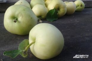 Почему на прилавках до сих пор нет яблок из Подмосковья?