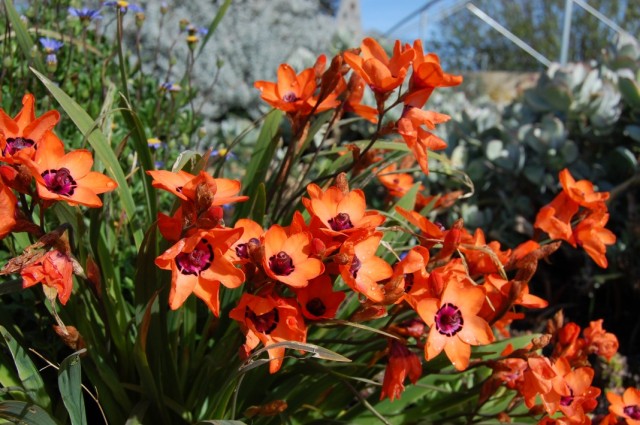   (Sparaxis elegans)