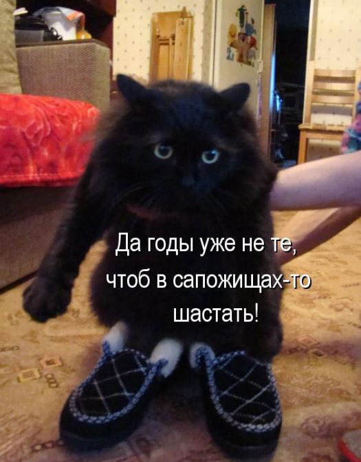 Позитив дня: КОТОПЯТНИЦА Позитив дня: КОТОПЯТНИЦА
