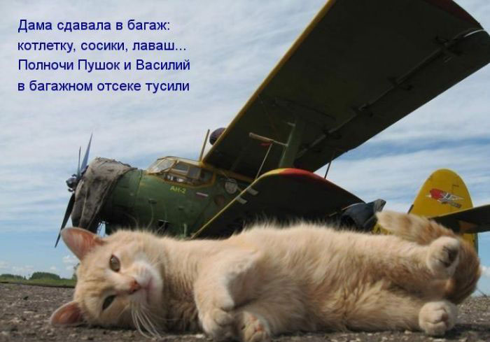 Позитив дня: КОТОПЯТНИЦА Позитив дня: КОТОПЯТНИЦА