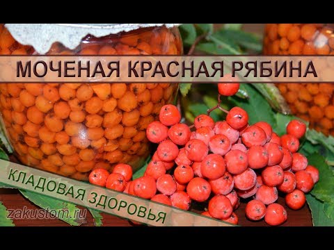 Мочёная рябина Мочёная рябина