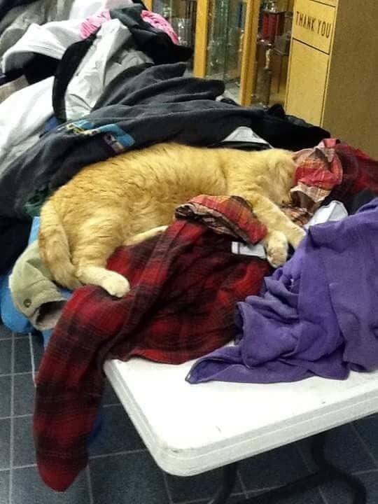 Без кота и жизнь не та