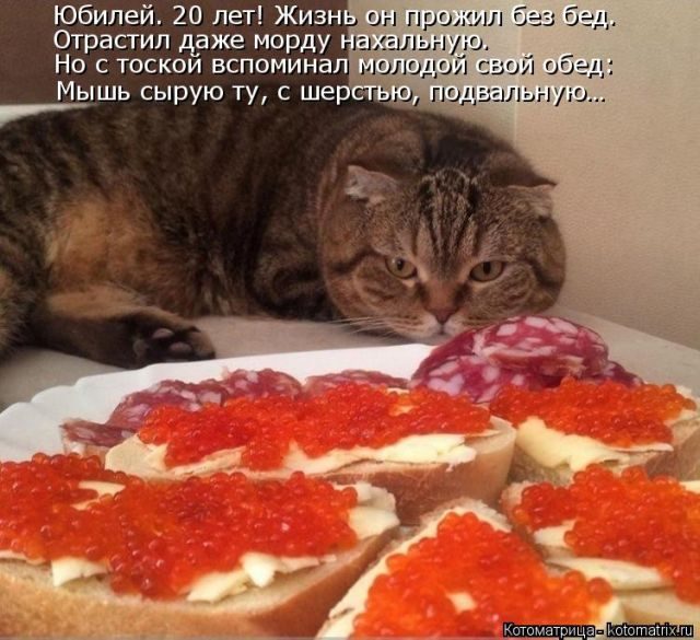 Смешные котоматрицы)) Смешные котоматрицы))