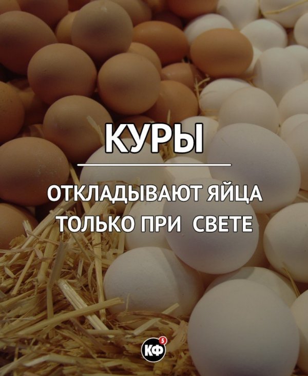 Краткие факты Краткие факты